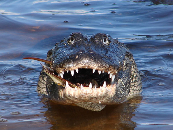 Nằm mơ thấy cá sấu đánh con gì dễ trúng có ý nghĩa gì