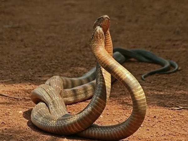 Giải mã nằm mơ thấy nhiều rắn hổ mang đánh con gì, số mấy may mắn?