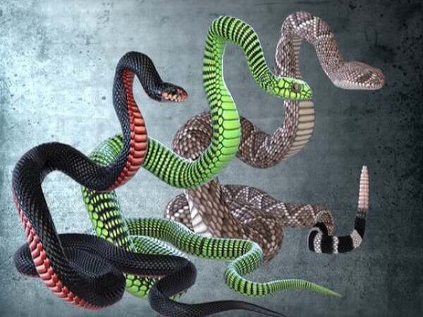 Nằm mơ thấy 3 con rắn là điềm gì? Lộc đến hay xui rủi?