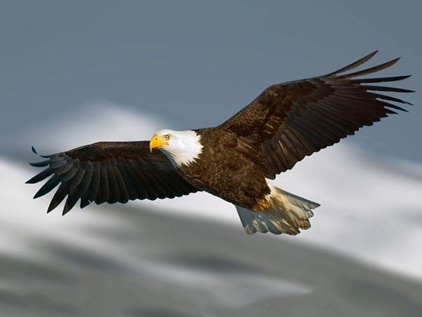 Nằm mơ thấy chim đại bàng là điềm gì: Tốt hay họa ập tới?