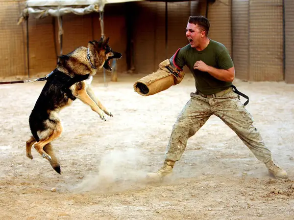 Đi tìm ý nghĩa nằm mơ thấy chó đuổi có số gì vượng phát?