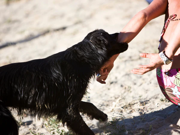 Giải mã nằm mơ thấy bị chó cắn đánh con gì, số mấy may mắn?