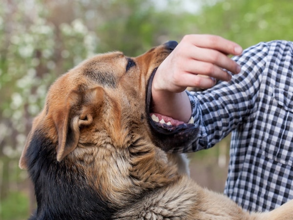 Nằm mơ thấy bị chó cắn là điềm gì, con số gì lộc phát?