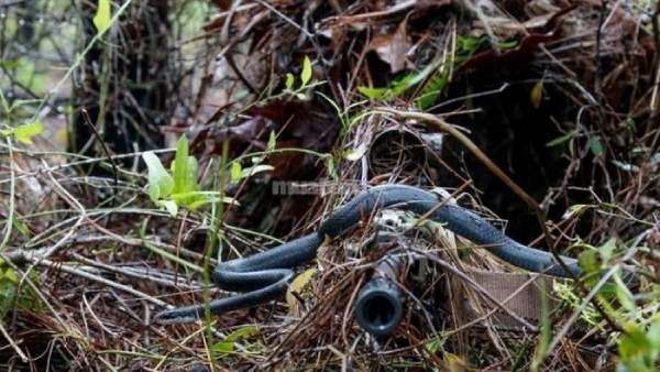 Mơ thấy rắn chết rồi biến mất