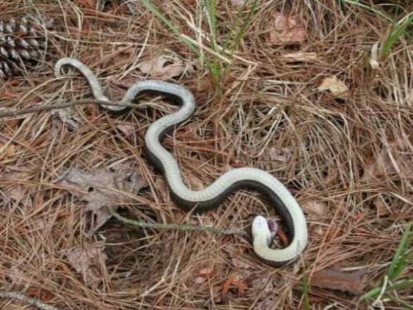 Nằm mơ thấy rắn chết là điềm gì, chọn con gì vượng phát? Nằm mơ thấy rắn chết là điềm gì, chọn con gì vượng phát?